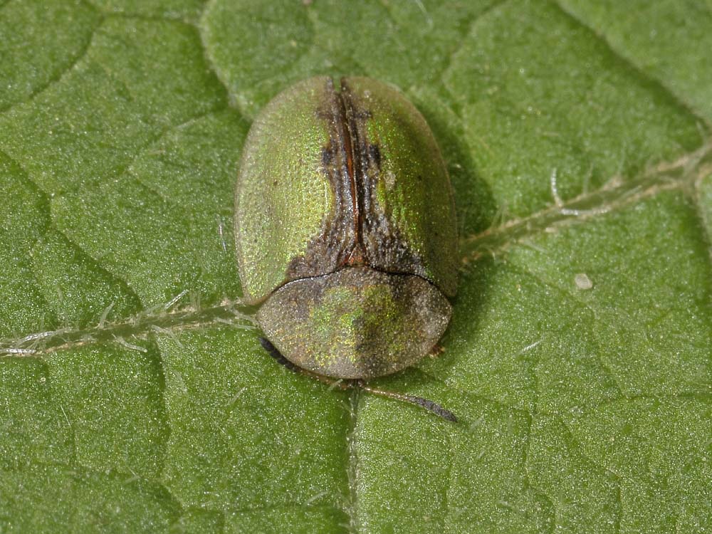 Cassida vibex